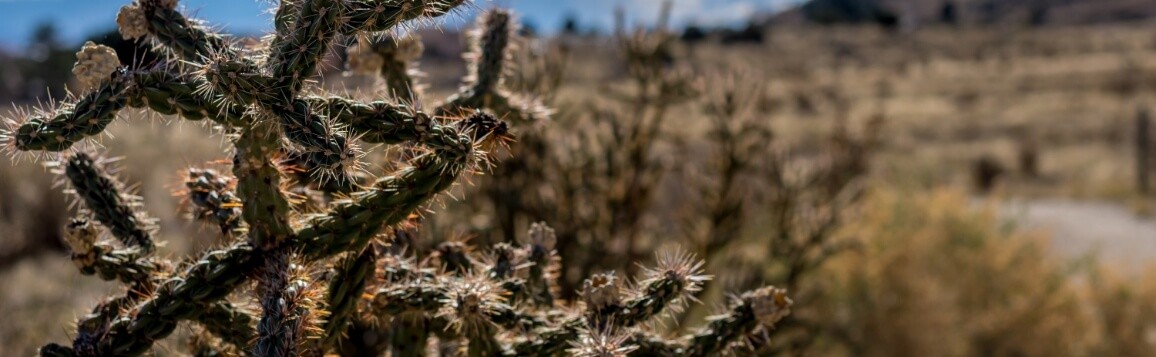 Cactus and desert landscape