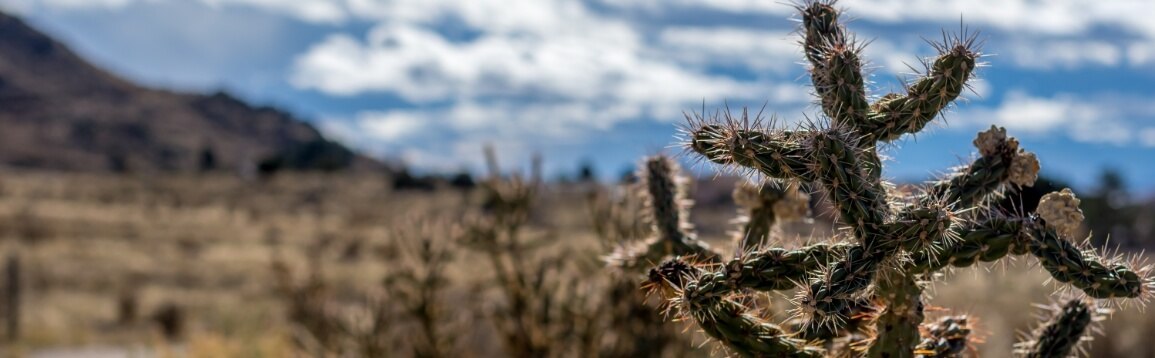 Desert and cactus