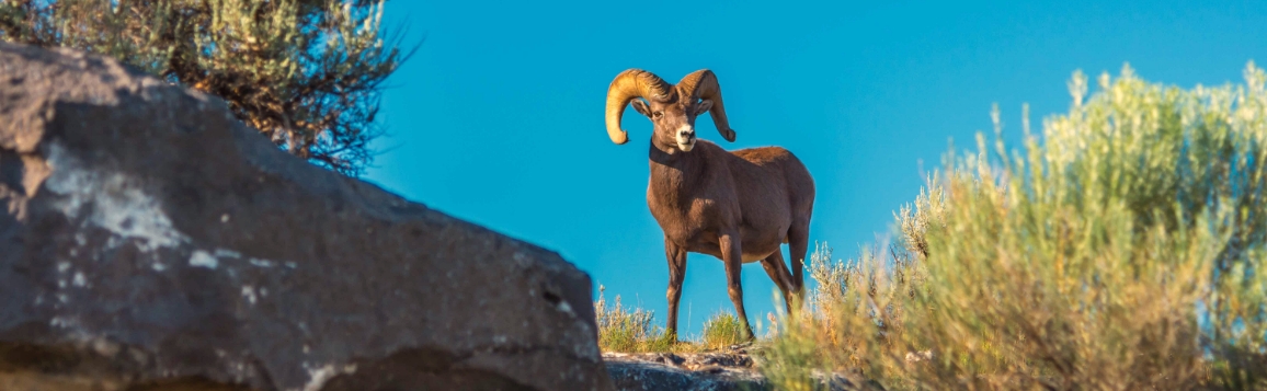 Ram on a mountain